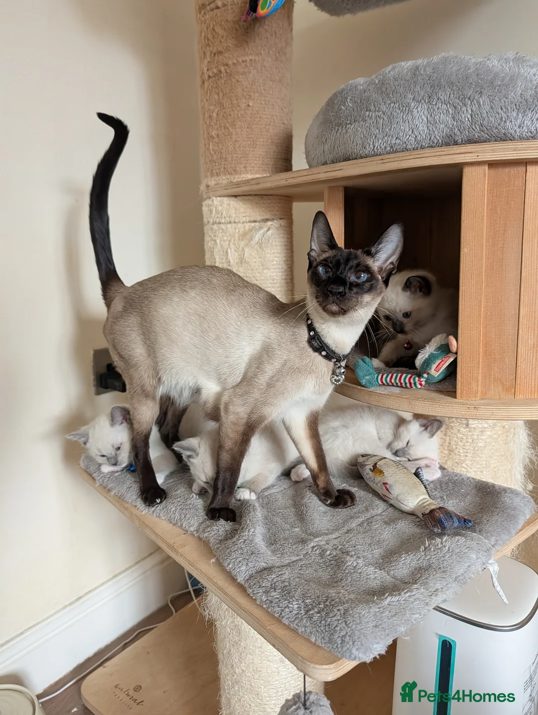 Ragamese cats for sale: Beautiful Ragdoll X Siamese Kittens  - Advert 18