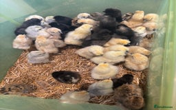 Chickens poultry for sale: Purebreed chicks available - Image 1