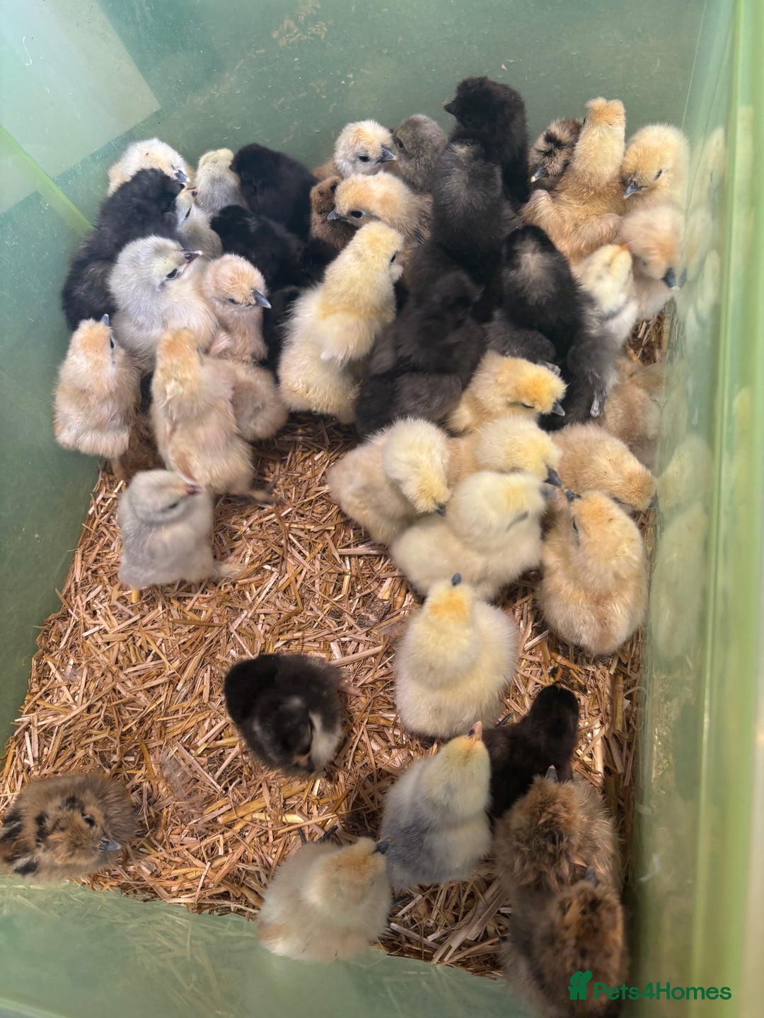 Chickens poultry for sale: Purebreed chicks available - Image 1