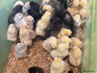 Chickens poultry - Advert 29