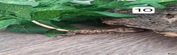 Gecko reptiles for sale: Crested geckos - Advert 20