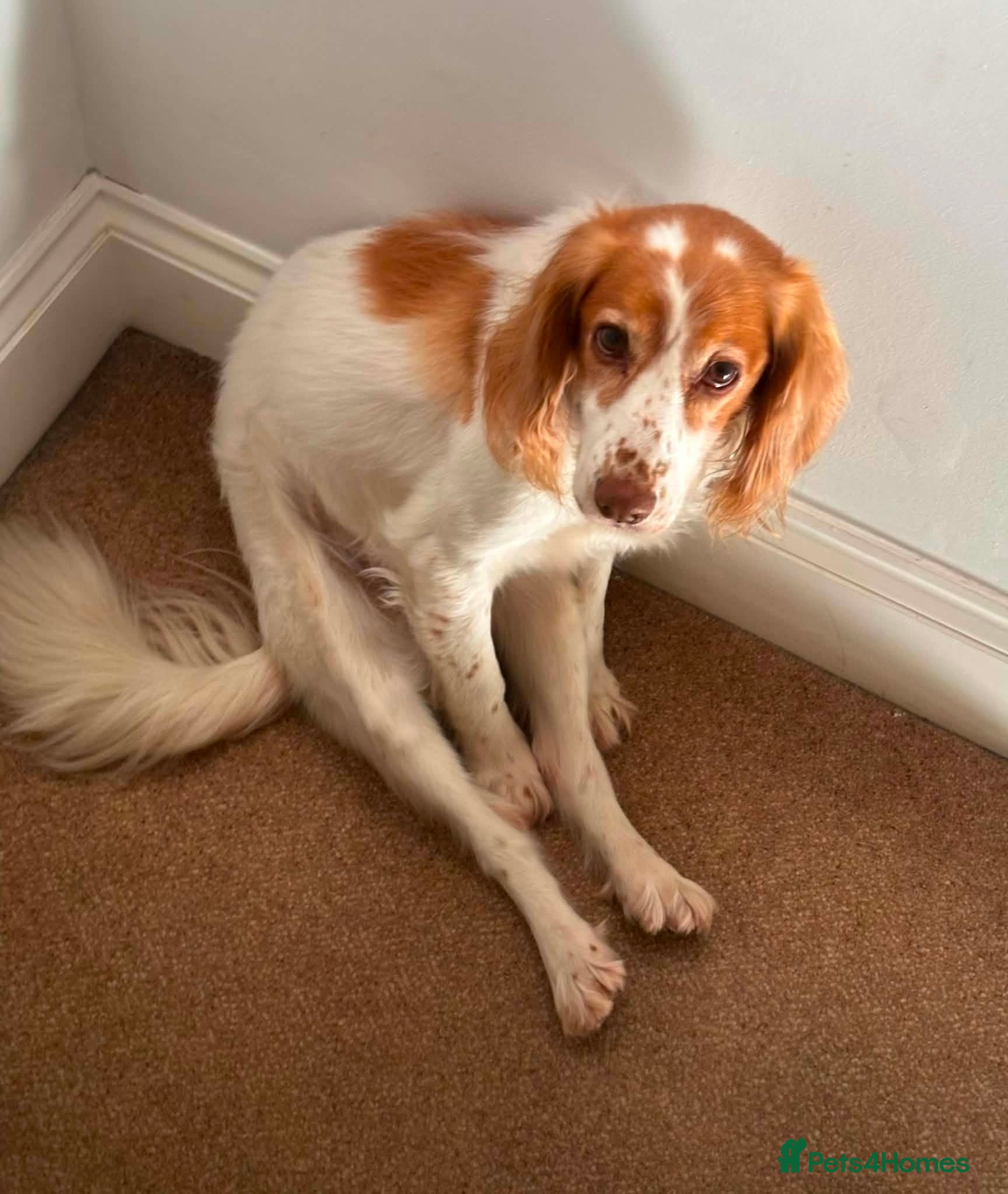 Cocker Spaniel dogs for adoption: Amber needs a loving home  - Advert 4