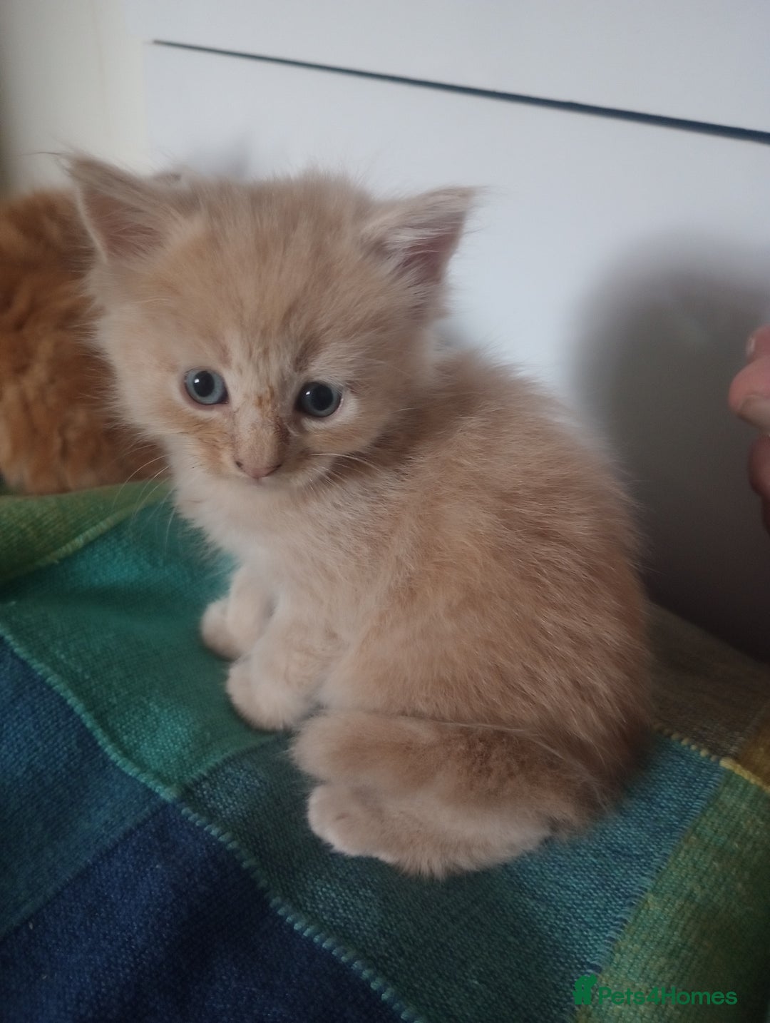 Maine Coon cats for sale: I have Beautiful healthy maicoon XL  - Image 34