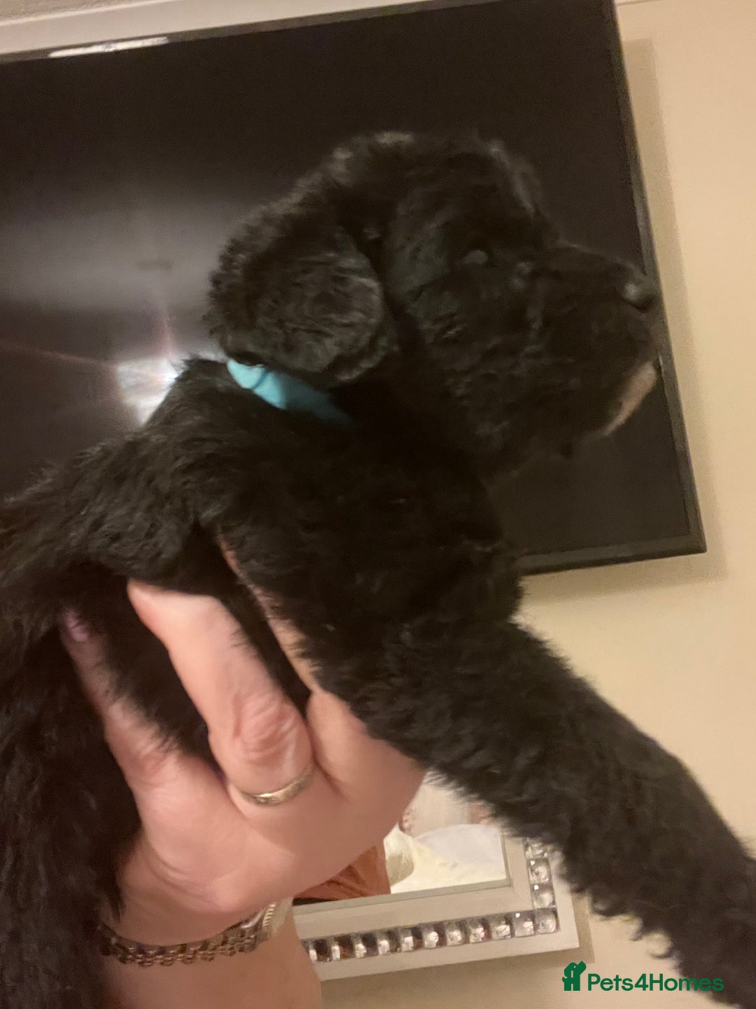 Miniature Schnauzer dogs for sale: 🐾🤎🐶Cavaschnauzer-Pups🐶🤎🐾 - Image 16