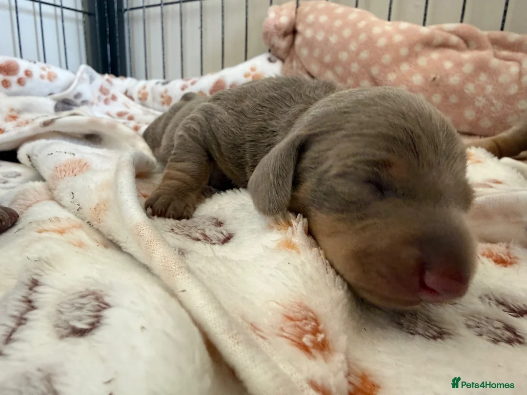 Miniature Dachshund dogs for sale: KC registered miniature daschunds  in Newcastle upon Tyne - Advert 2