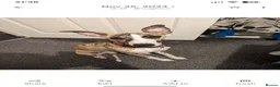 Whippet dogs for stud: Whippet for stud - Advert 4