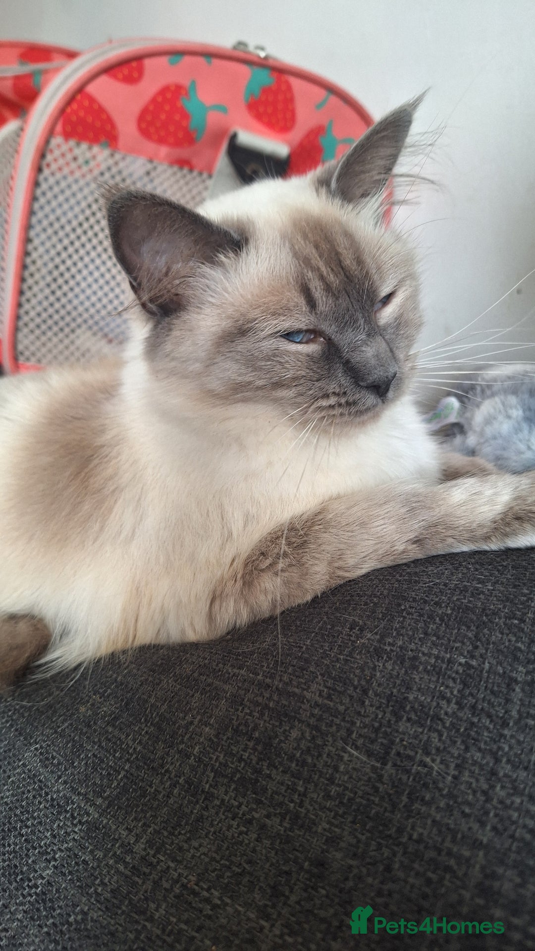Ragdoll cats for sale: Blue Point Ragdoll - Image 3