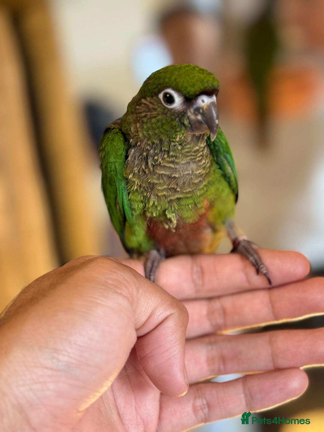 Parrots birds for sale: Adorable Hand-Reared Baby Conures – 10 Weeks Old - Image 9