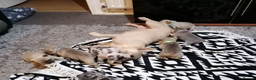 French Bulldog dogs for sale: Stunning Litter of French Bulldog Puppies  in Manchester - Advert 2
