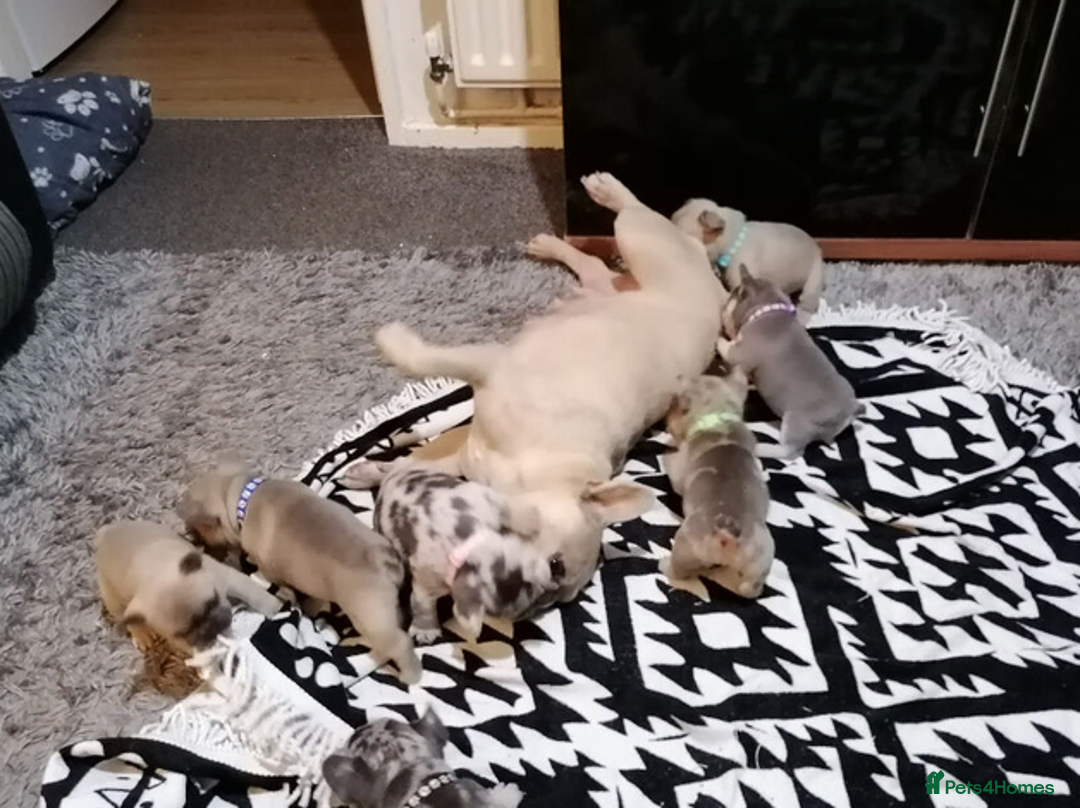 French Bulldog dogs for sale: Stunning Litter of French Bulldog Puppies  in Manchester - Advert 2