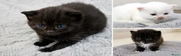 Persian cats for sale: Five beautiful Persian kittens🐾 in Goole - Advert 3