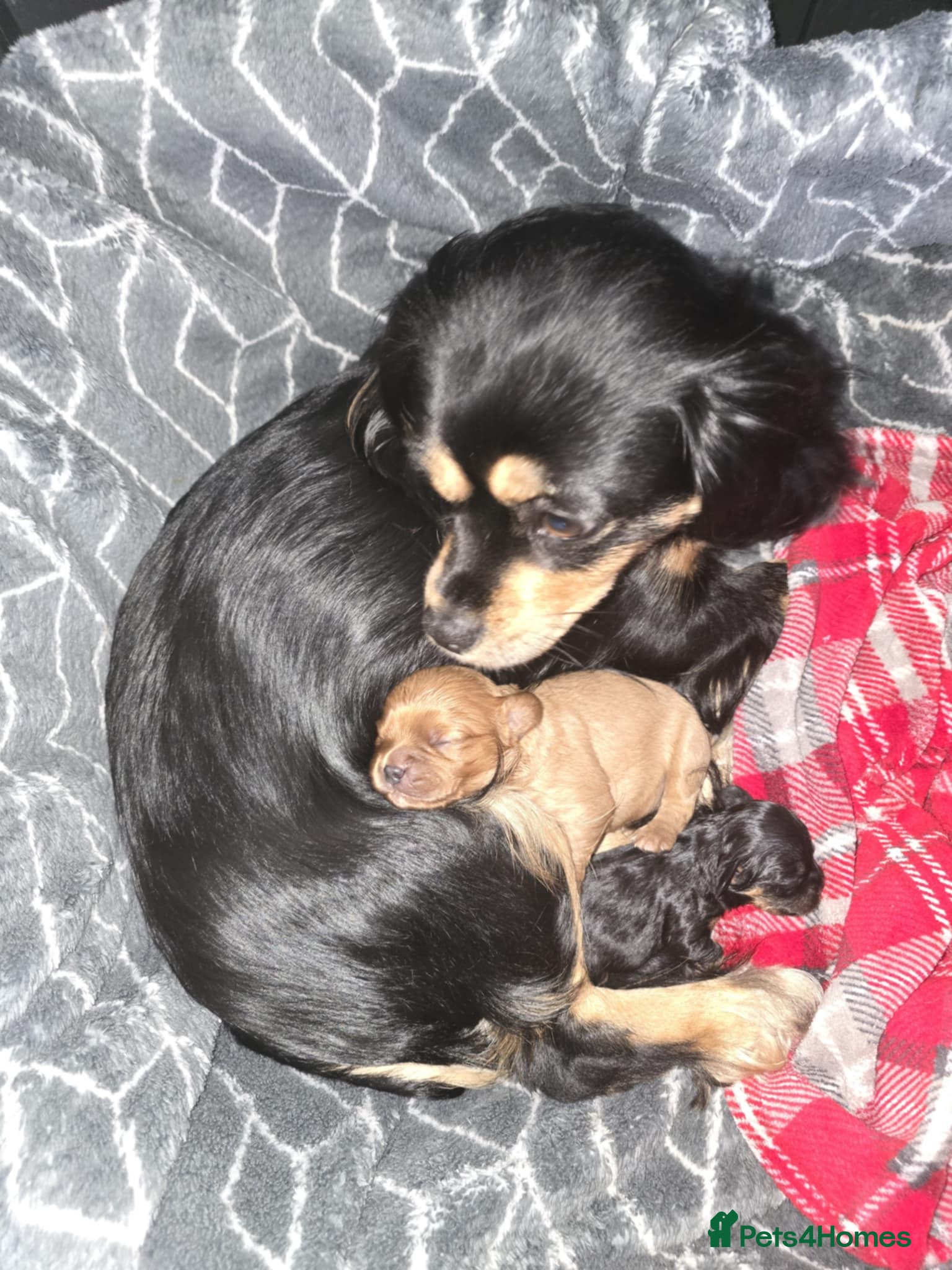 Cavalier King Charles Spaniel dogs George - Advert 1