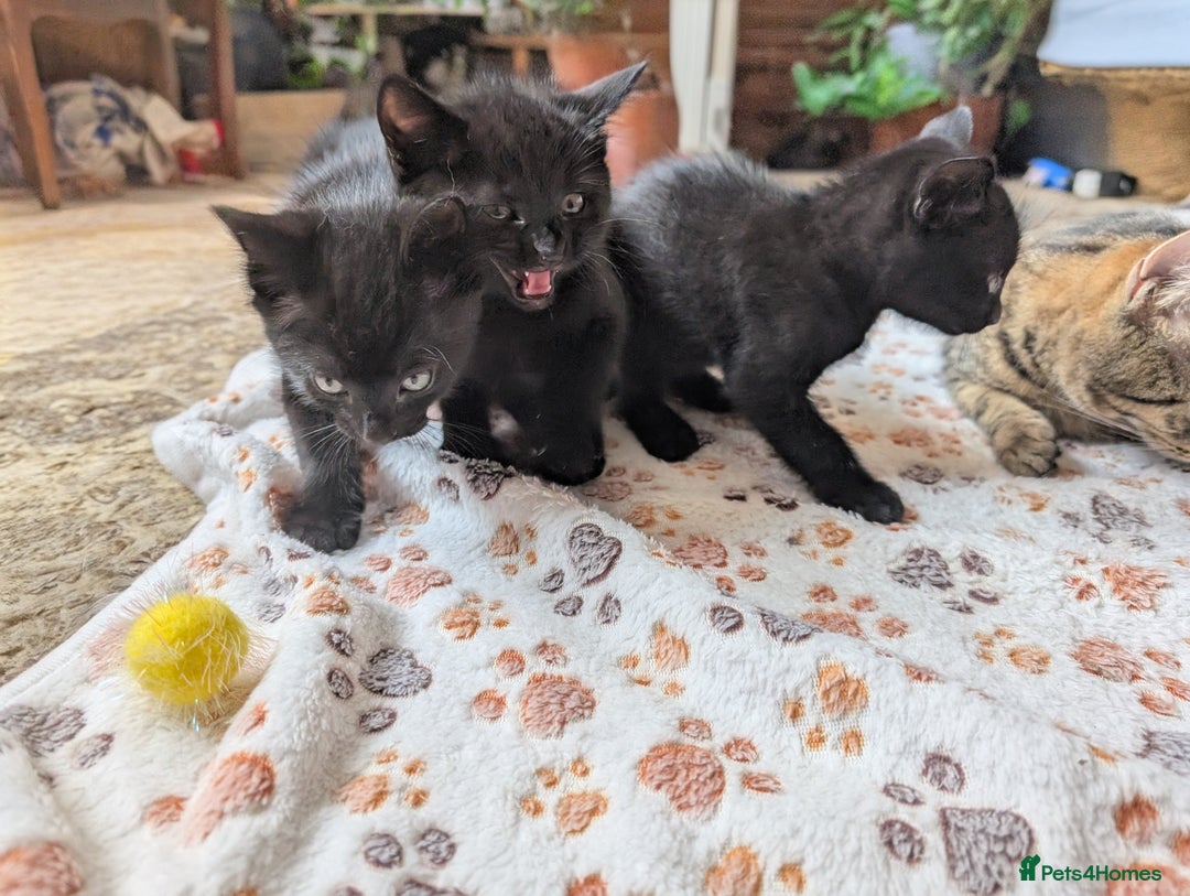 Mixed Breed cats for sale: Adorable Black Kittens Ready for Loving Homes! in Robertsbridge - Image 2