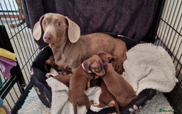 Dachshund dogs for sale: Miniature Smooth Haired Dachshund Puppies - Image 30