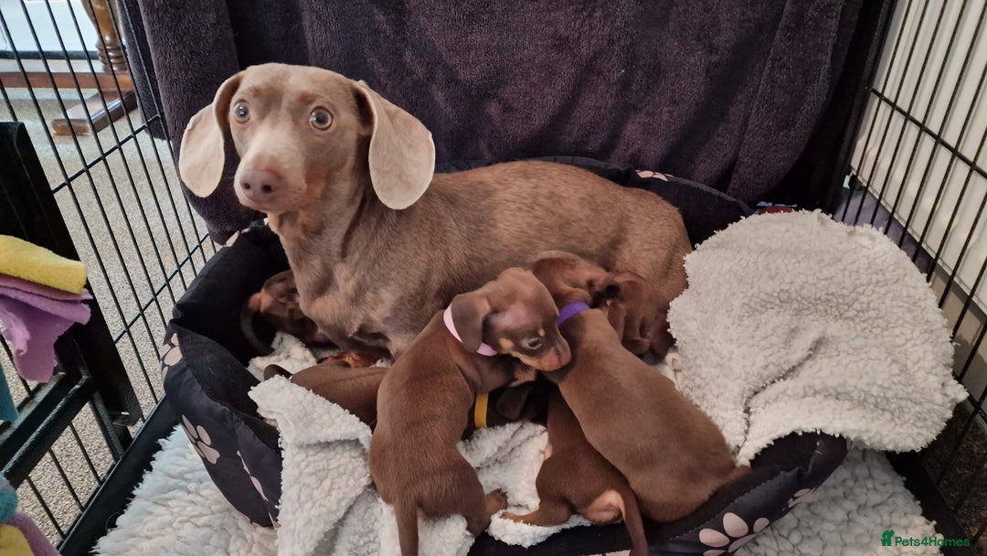 Dachshund dogs for sale: Miniature Smooth Haired Dachshund Puppies - Image 30