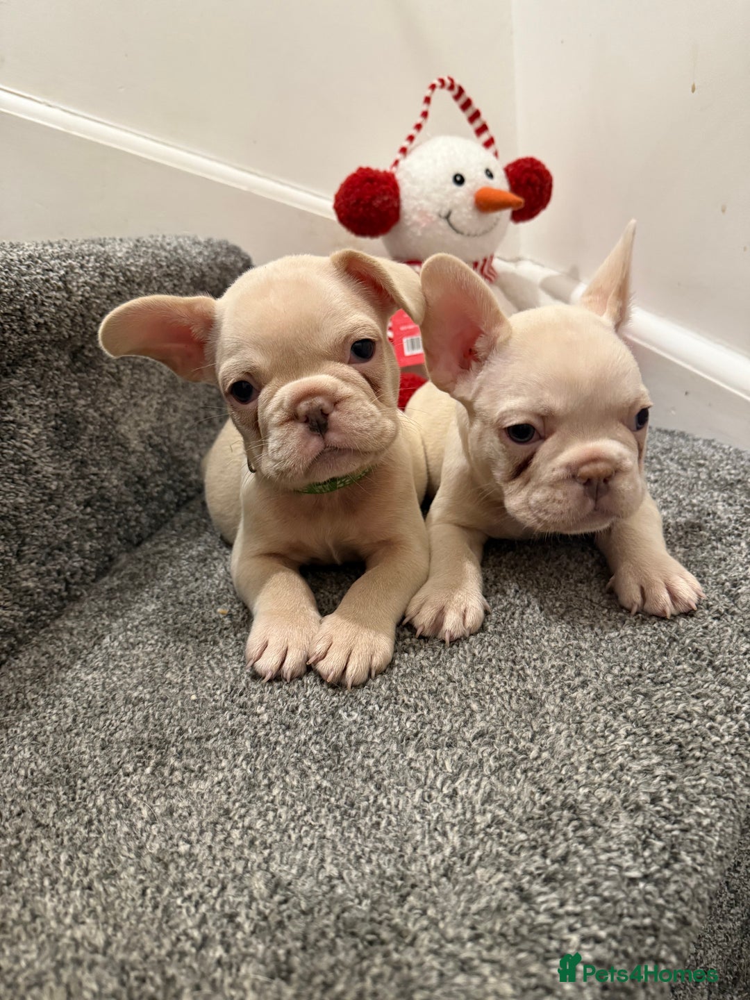 French Bulldog dogs for sale: Cream/ platinum French Bulldog puppy , ready now❤️ - Advert 16