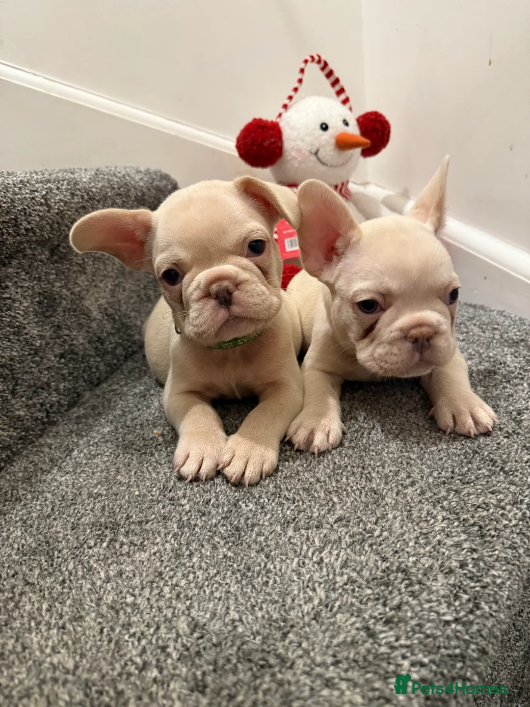French Bulldog dogs for sale: Cream/ platinum French Bulldog puppy , ready now❤️ - Advert 21