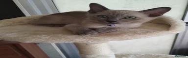 Purple Collar