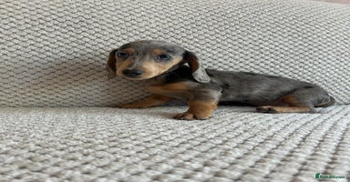 Miniature Dachshund dogs - Advert 5