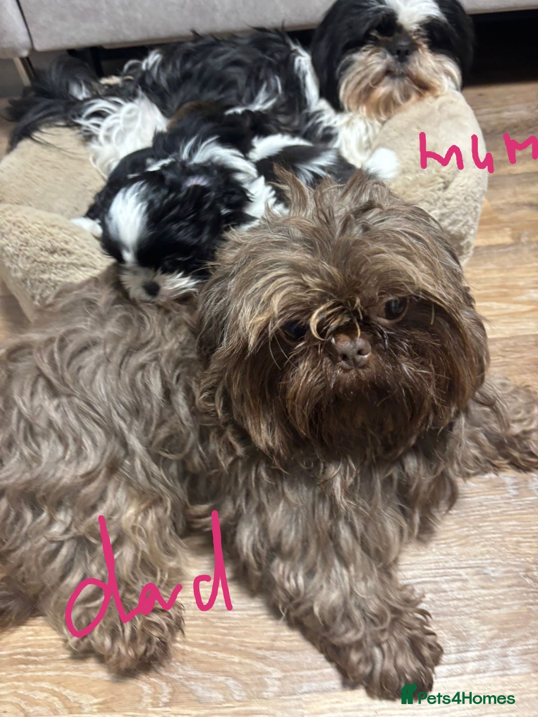 Shih Tzu dogs for sale: Imperial Shih Tzu Ready to leave - Image 19