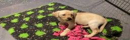 Labrador Retriever dogs for sale: Yellow and Labrador puppiea - Advert 4