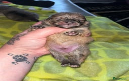 Pomeranian dogs for sale: Pomeranian  - Image 12