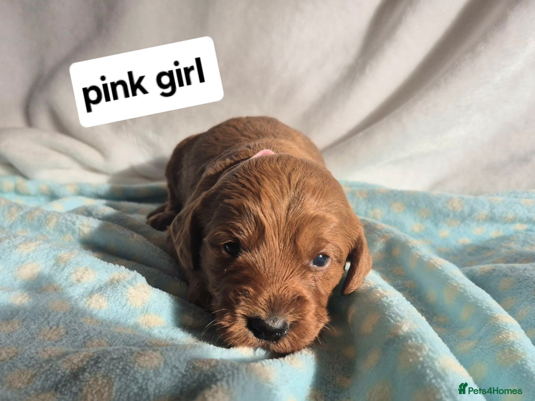 Labradoodle dogs for sale: F1B Red Miniature Labradoodles  - Image 5