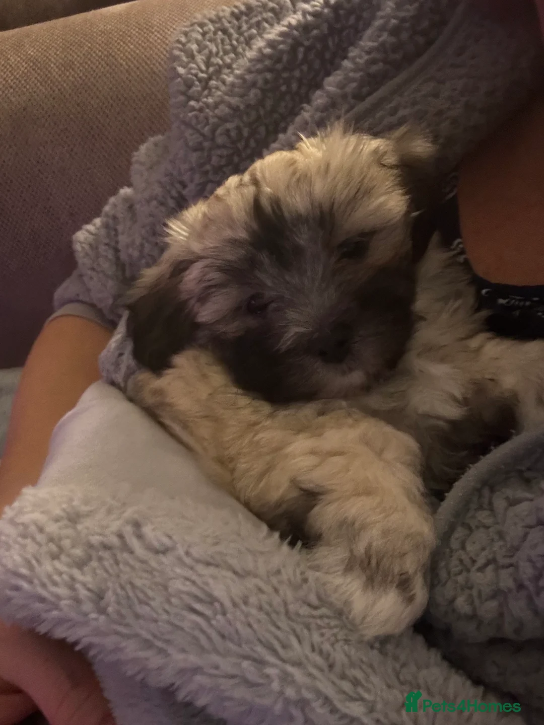 Maltipoo dogs for sale: Maltipoo - Advert 13