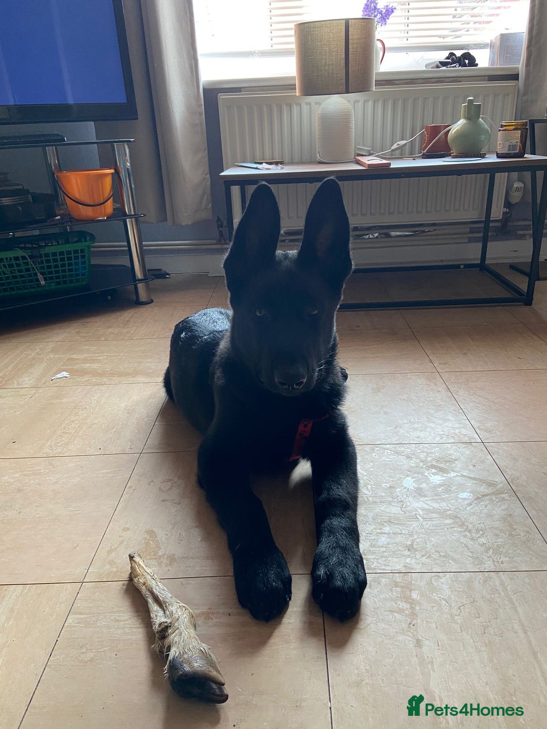 German Shepherd dogs for sale: 4 Month old German Shepherd Puppy for sale - Image 11