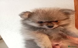 Pomeranian dogs for sale: 5 Pomeranian Puppies private sale Mum and Dad - Advert 6