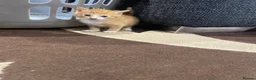 Mixed Breed cats for sale: 2 for £50 in Birmingham - Advert 2
