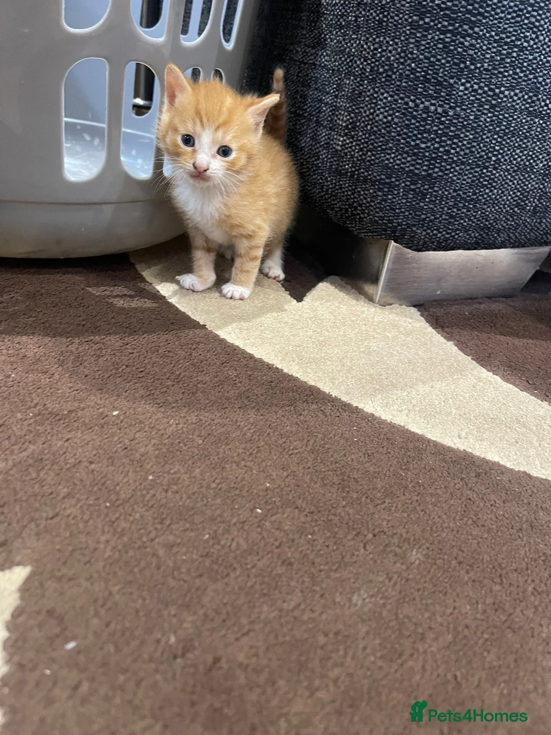Mixed Breed cats for sale: 2 for £50 in Birmingham - Advert 2