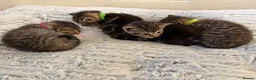 Mixed Breed cats for sale: Beautiful kittens  in Ipswich - Advert 21