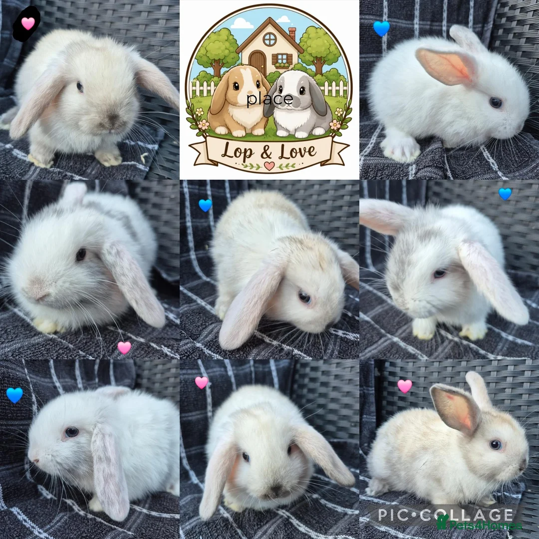 Mini Lop rabbits for sale: 🩷💙 Baby Pure-bred Mini Lops Ready Next Weekend! - Advert 1