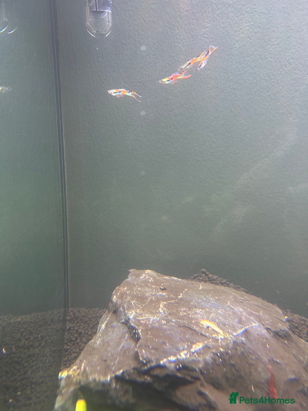 Plecos fish for sale: Young Pleco  - Image 3