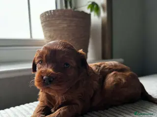 Cavapoo dogs Beautiful f1 Cavapoo puppies - Advert 7