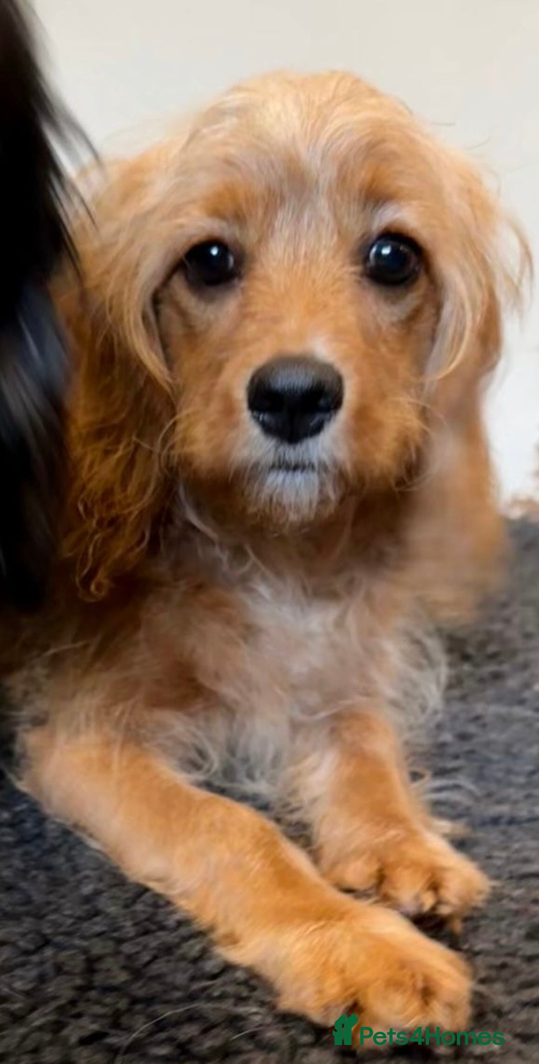 Cavapoo dogs for sale: Miniature Cavapoo puppies ready to leave - Advert 8