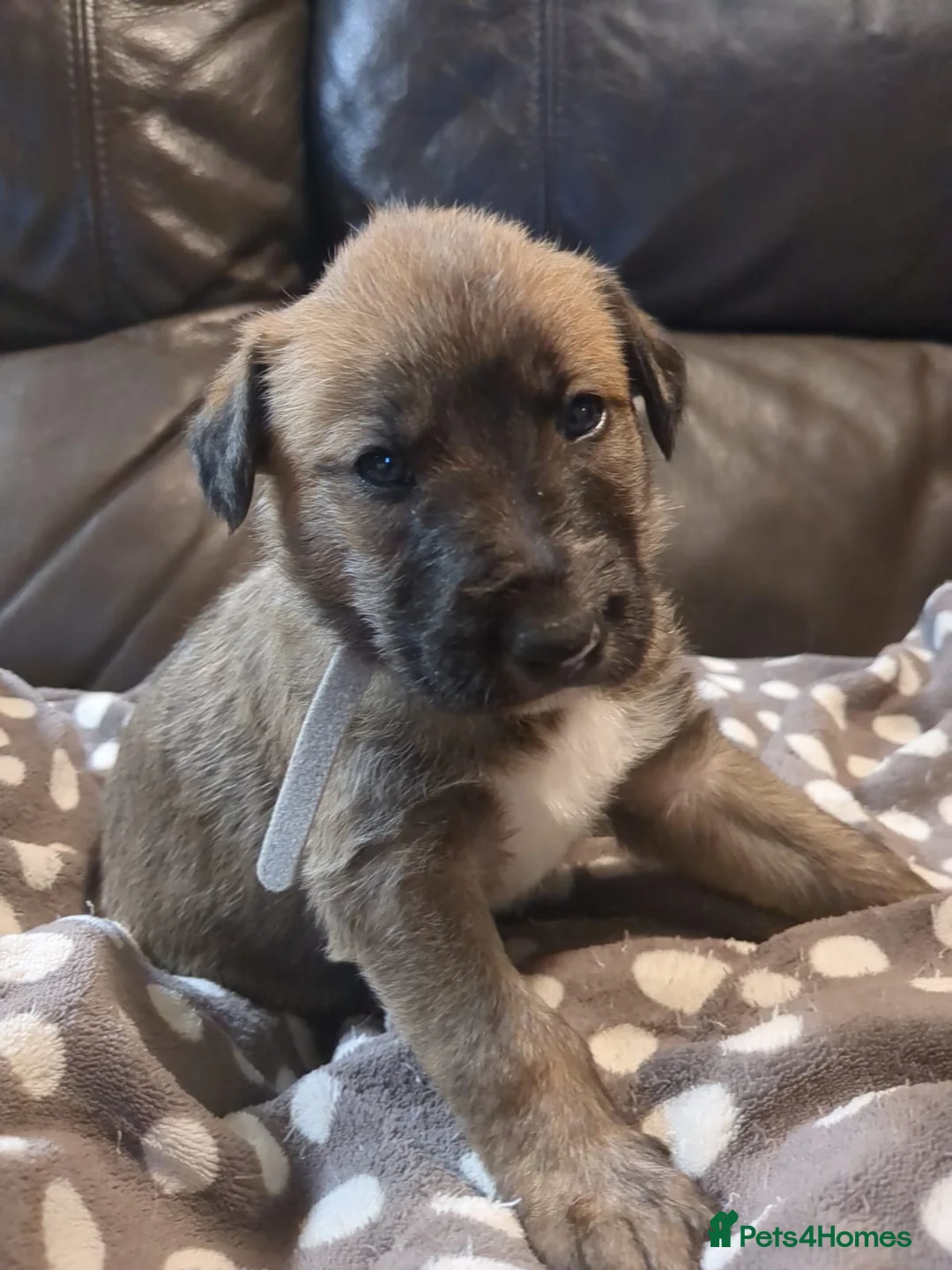 Lurcher dogs for sale: Lurcher pups Bedlington x whippet x greyh x collie - Advert 7