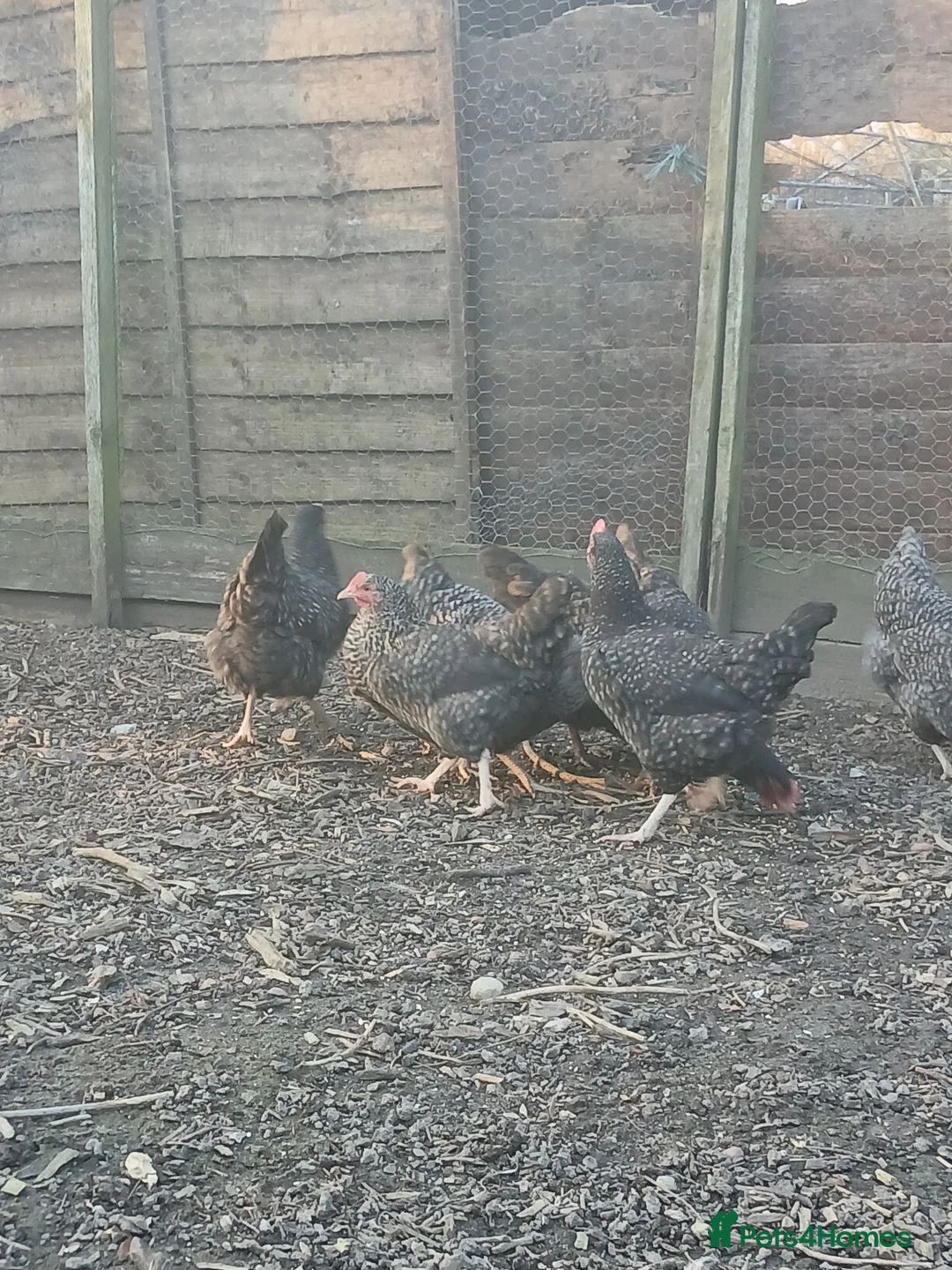 Chickens poultry for sale: Cuckoo maran pullets - Advert 2