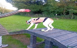 Mixed Breed dogs for sale: Mini whippet  - Advert 3