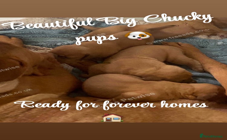 Dogue De Bordeaux dogs - Advert 1