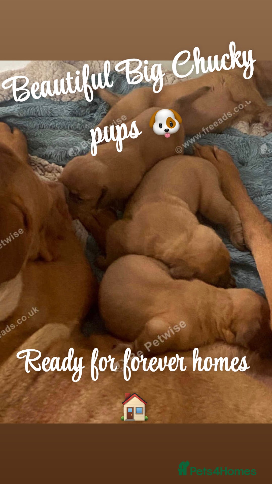 Dogue De Bordeaux dogs for sale: Dogue de Bordeaux puppy’s ready now  - Image 1