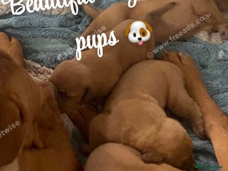 Dogue De Bordeaux dogs - Advert 2