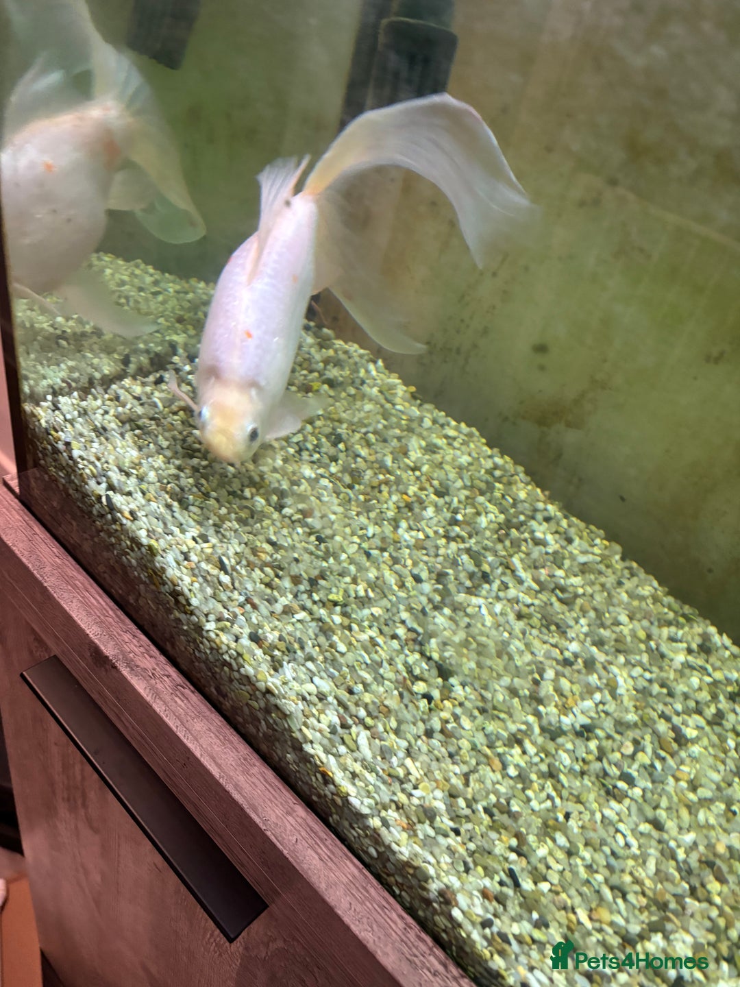 Goldfish fish for sale: Goldfish - Advert 2