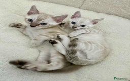 Bengal cats for sale: TICA registered bengal kittens - Image 5