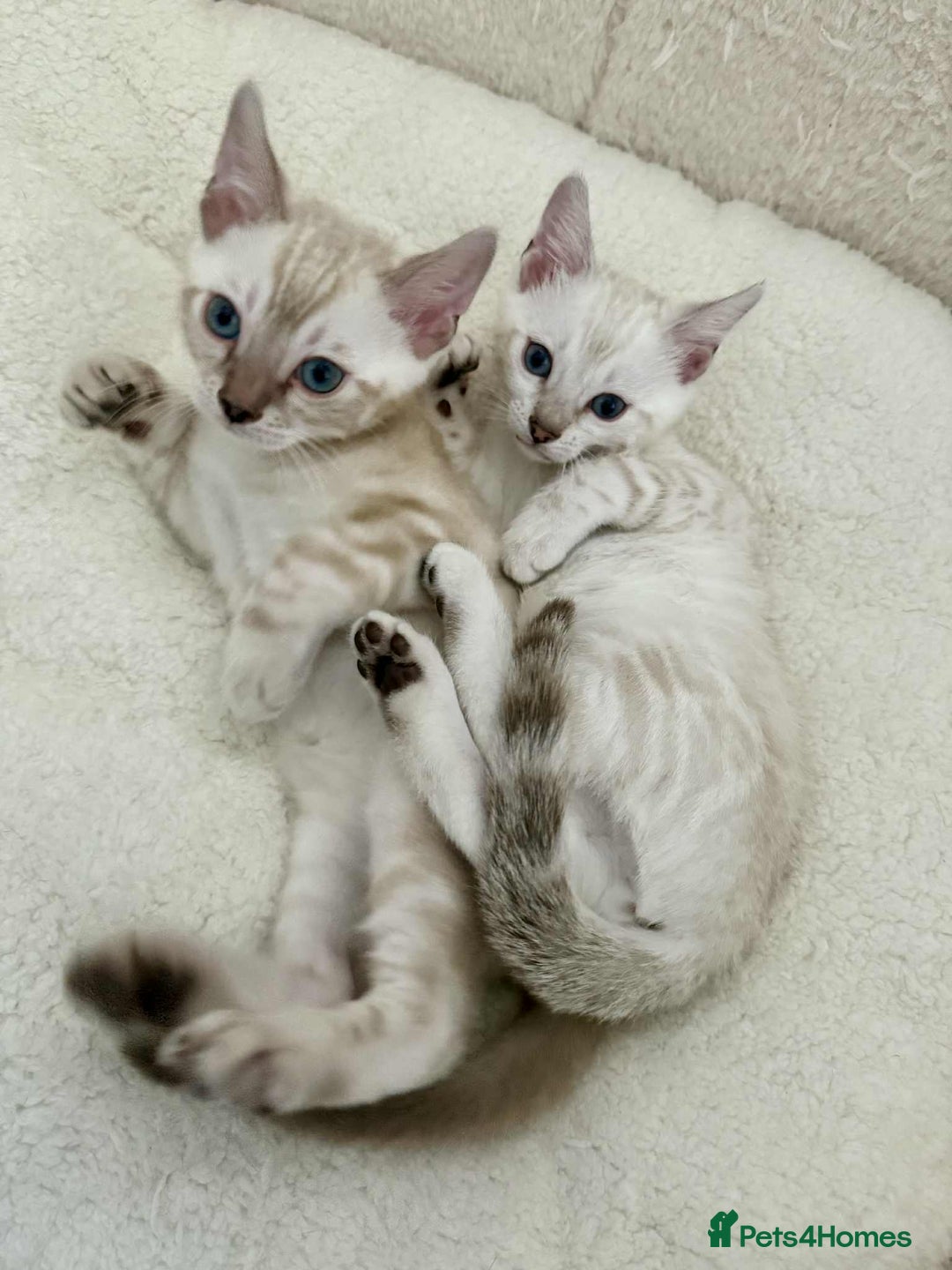 Bengal cats for sale: TICA registered bengal kittens - Image 5
