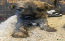 Mixed Breed dogs for sale: Border x Cairn Terrier puppies - Image 9