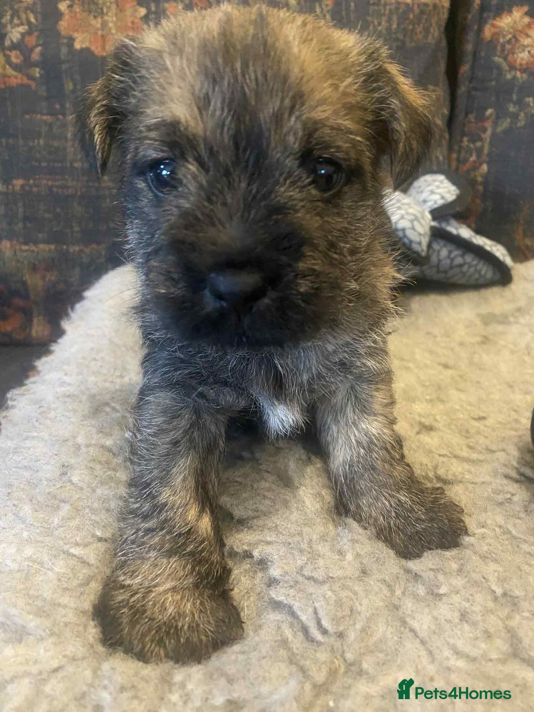 Mixed Breed dogs for sale: Border x Cairn Terrier puppies - Image 9