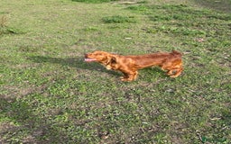 Cocker Spaniel dogs for sale: Ginger cocker Spaniel  - Image 2