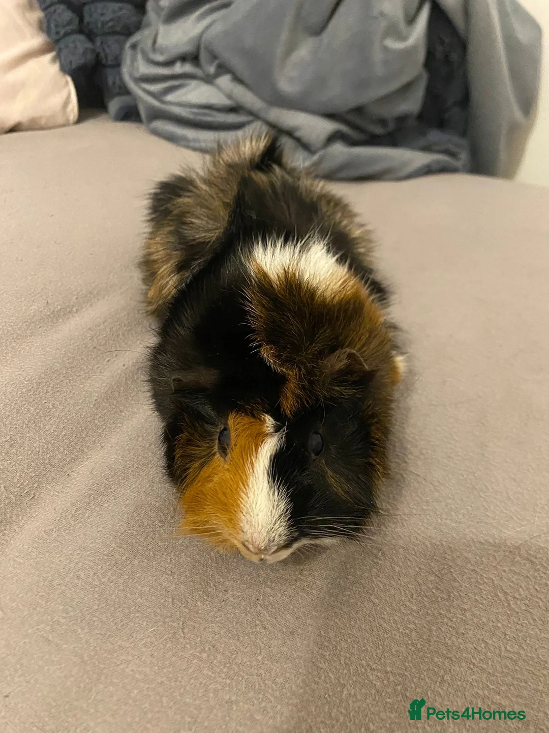 Guinea Pig rodents for sale: Guinea pigs - Advert 3